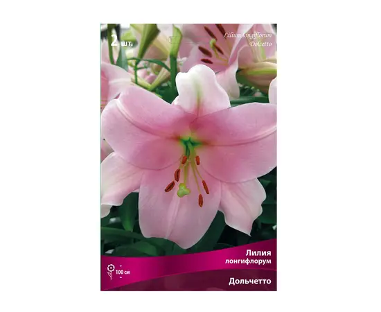 Bulbous HBM STA Lilium Purple Heart (x3)