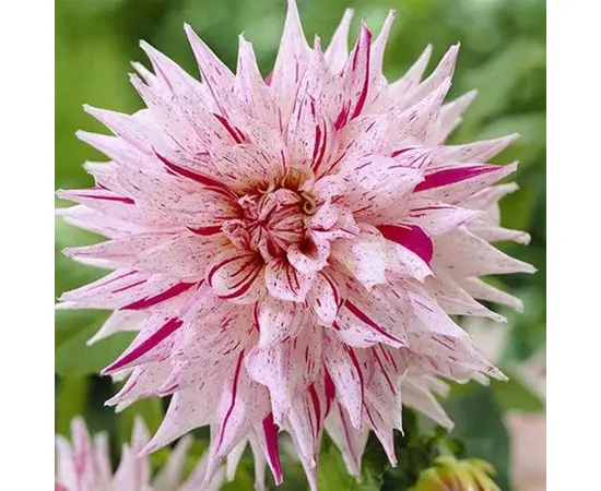 Луковичные HBM BES Dahlia Mick's Peppermint (x1)