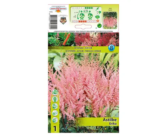 Bulbous HBM STA Astilbe Erika (x1)