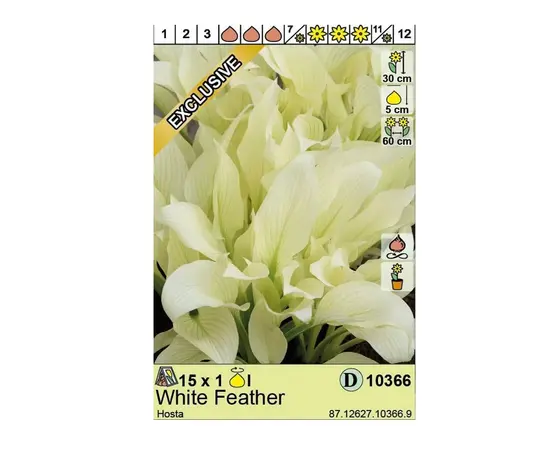 Bulbous HBM STA Hosta White Feather (x1)