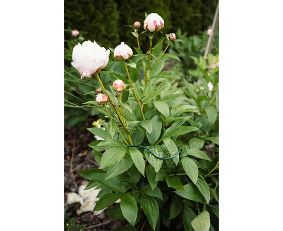 Plant holder Bradas 70 cm