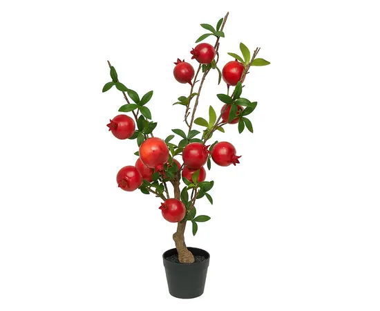 Decorative pomegranate tree in a pot