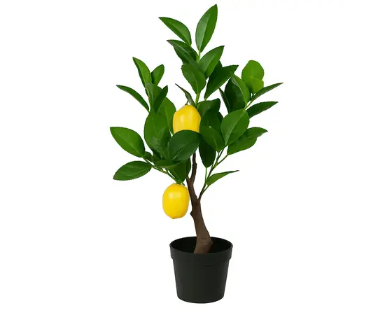 Decorative lemon tree in a pot