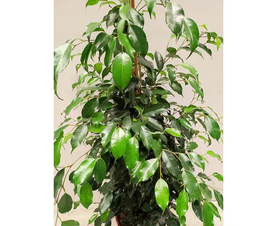 ფიკუსი Ficus Benjamina Danielle 110 სმ