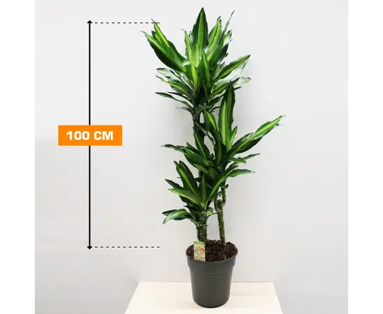 დრაცენა Dracaena Cintho 100 სმ