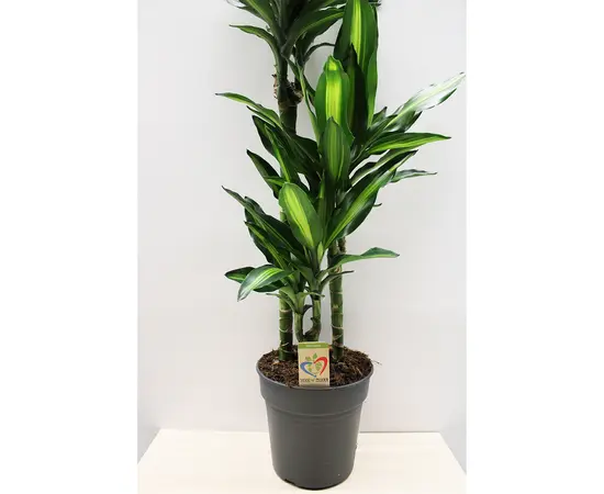 დრაცენა Dracaena Cintho 100 სმ