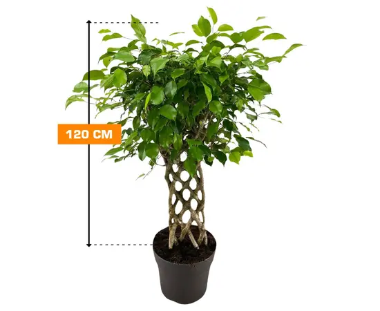 ფიკუსი FICUS BENJAMIN PETATE MIX 120 სმ