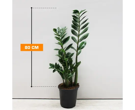 Замиокулькас Zamioculcas 80 см
