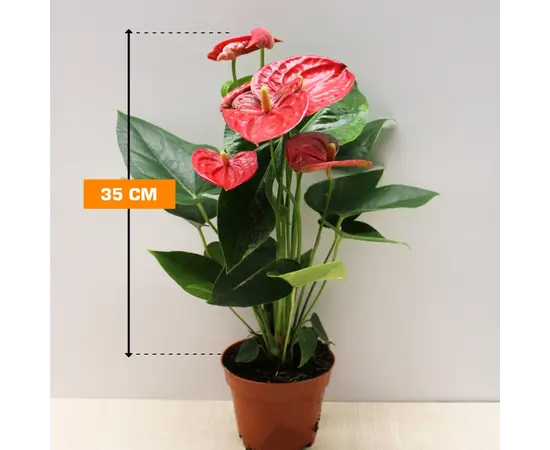 Антуриум Anthurium 35 см