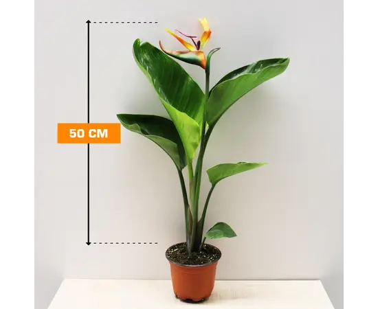 Стрелиция STRELITZIA NICOLAI 1 PP 50 см