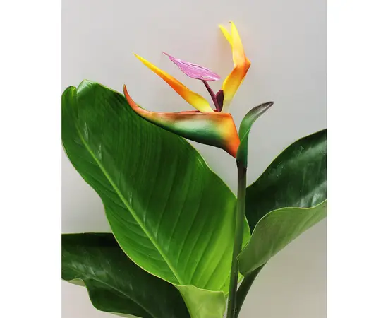 Стрелиция STRELITZIA NICOLAI 1 PP 50 см