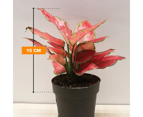 აგლაონემა Aglaonema Cherry Baby 12/30