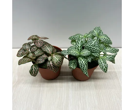 Фиттония Fittonia ferschaffeltii 508/12 5 см