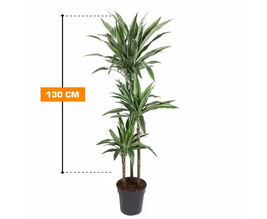 დრაცენა Dracaena fragrans Warneckei 130 სმ
