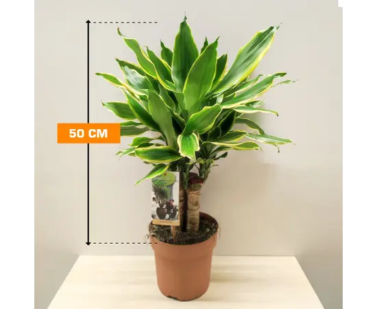 დრაცენა Dracaena Golden Coast carroussel 50 სმ