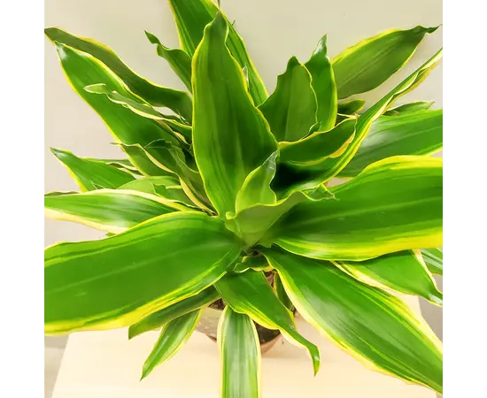 დრაცენა Dracaena Golden Coast carroussel 50 სმ