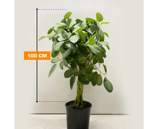 ფიკუსი FICUS BENGHALENSIS BRAID 4PP