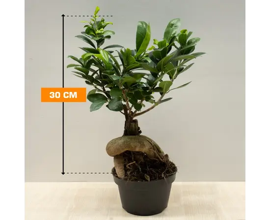 Фикус FICUS MICROCARPA GINSENG 30 см