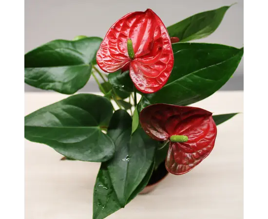 Антуриум Anthurium 35 см