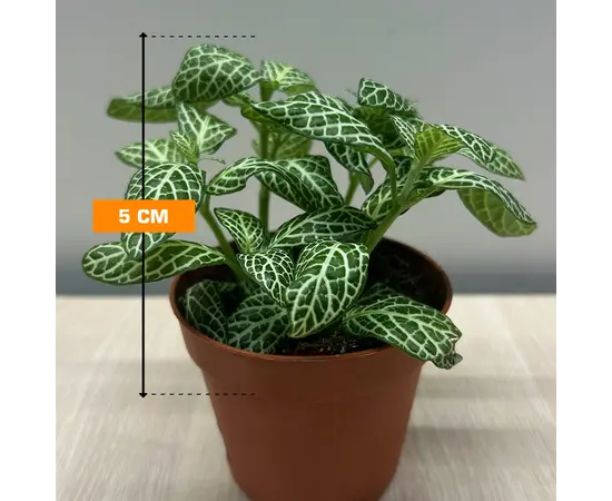 Фиттония Fittonia ferschaffeltii 508/12 5 см