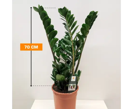 ზამიოკულკასი Zamioculcas 70 სმ
