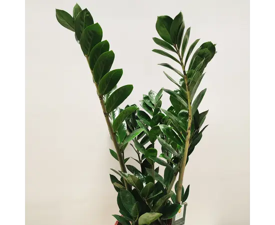 ზამიოკულკასი Zamioculcas 70 სმ
