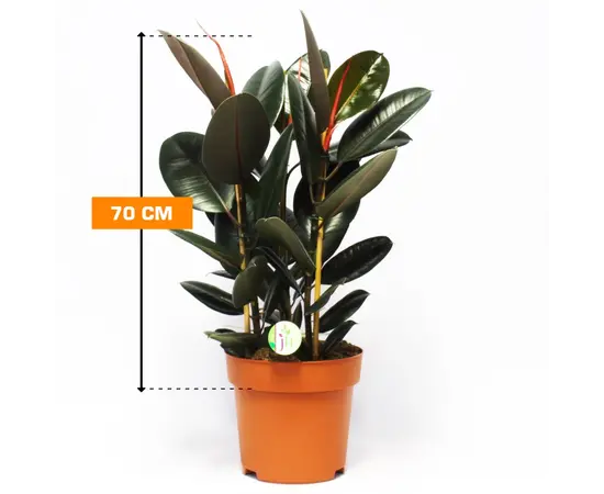 ფიკუსი Ficus El Abidjan 70 სმ