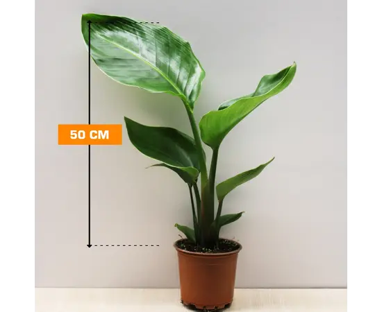 Стрелиция STRELITZIA 50 см