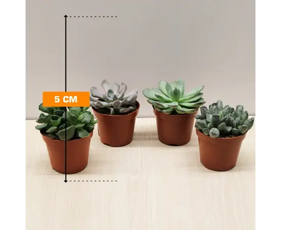 Суккуленты SUCCULENT ANDROMISCHUS CRISTATUS 5 см