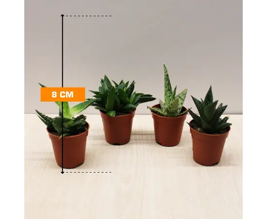 ხავორტია HAWORTHIA PAINTED 8 სმ