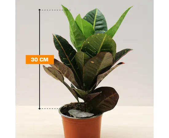 Кодиум CODIAEUM CROTON PETRA 30 см