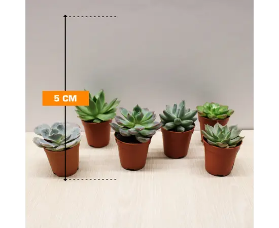 სუკულენტი SUCCULENT ANDROMISCHUS CRISTATUS 5 სმ