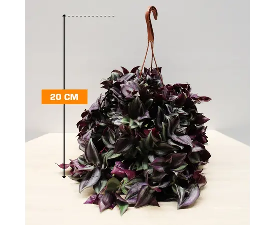 Традесканция TRADESCANTIA HANGING 20 см