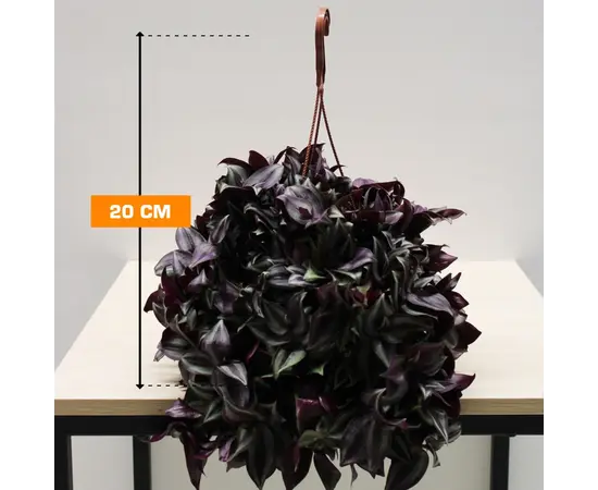 Традесканция TRADESCANTIA HANGING 20 см