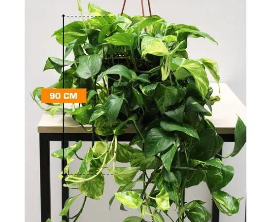 ეპიპრემნუმ Epipremnum hanging 90 SM