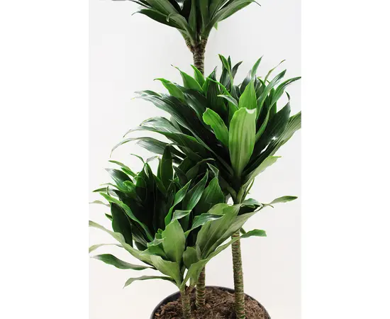 დრაცენა DRACAENA FRAGRANS COMPACTA 3PP 80 სმ