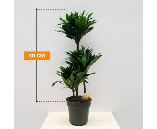 დრაცენა DRACAENA FRAGRANS COMPACTA 3PP 80 სმ