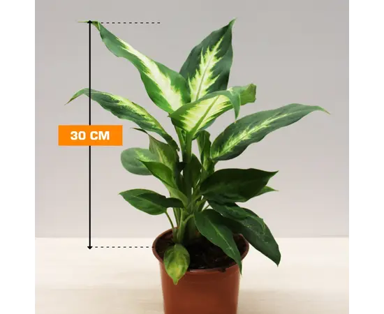 დიფენბახია DIEFFENBACHIA CAMILLA COMPACTA 30 სმ