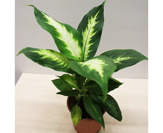 დიფენბახია DIEFFENBACHIA CAMILLA COMPACTA 30 სმ