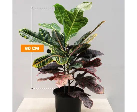 კროტონი CODIAEUM CROTON PETRA 60 სმ