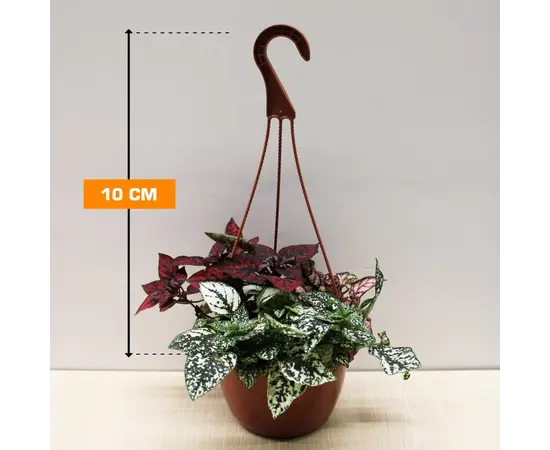 Гипоэстес Hypoestes HANGING 10 см