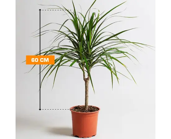 Драцена Marginata 1PP