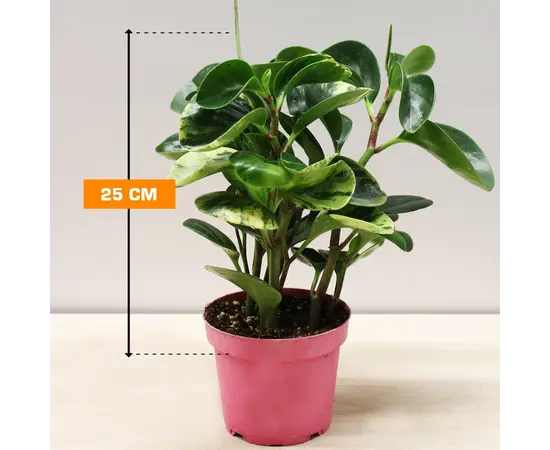 Пеперомия PEPEROMIA 25 см
