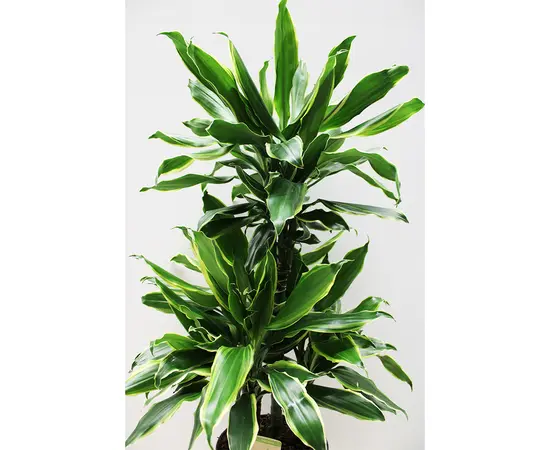 Драцена DRACAENA FRAGRANS GOLD COAST 3PP 80 см
