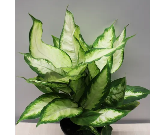 Диффенбахия Dieffenbachia Camilla Compacta 40 см