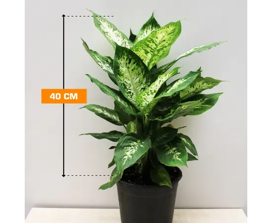 Диффенбахия Dieffenbachia Camilla Compacta 40 см