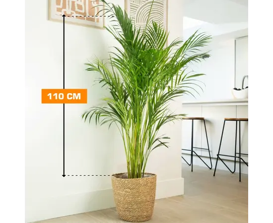 Дипсис DYPSIS LUTESCENS ARECA