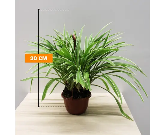 Хлорофитум CHLOROPHYTUM HANGING 30 см