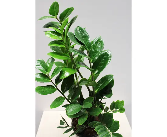 Замиокулькас Zamioculcas 90 см