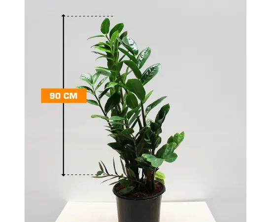 Замиокулькас Zamioculcas 90 см
